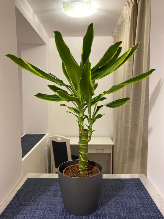 Take Pro Timisoara Apartment Экстерьер фото